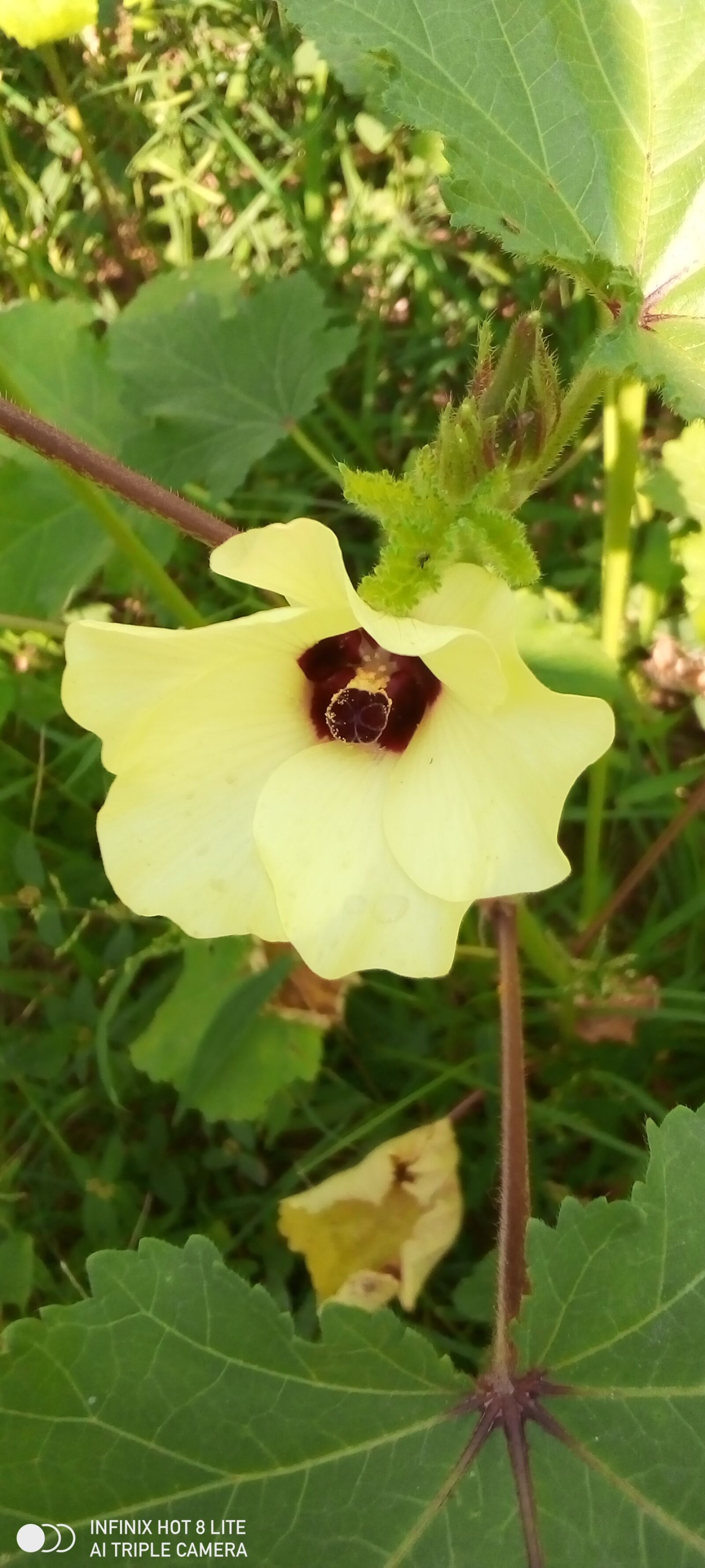 INFINIX MOBILITY LIMITED Infinix X650 sample photo. Flower, okra, lady's finger photography