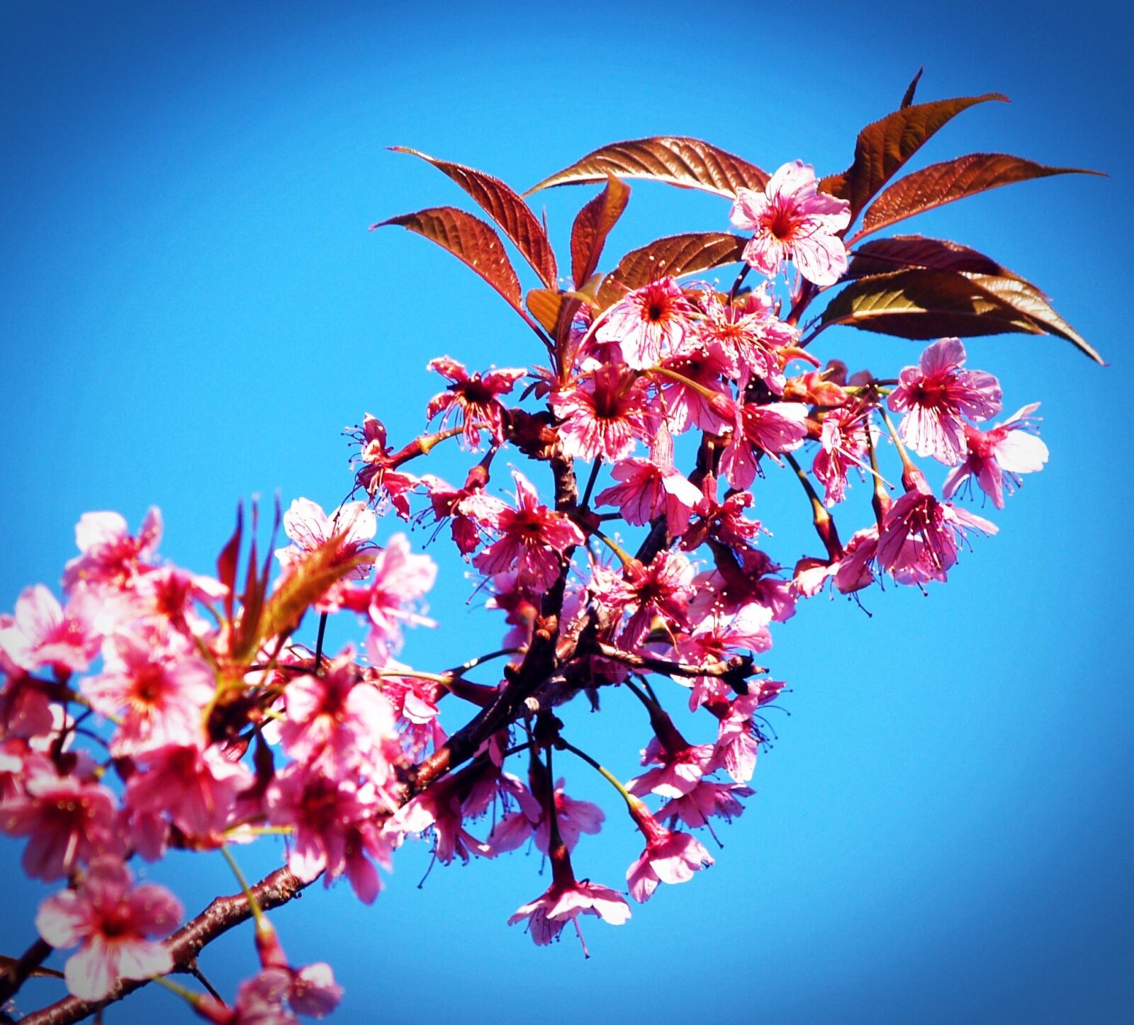 Olympus E-300 (EVOLT E-300) sample photo. Prunus cerasoides, wild himalayan photography