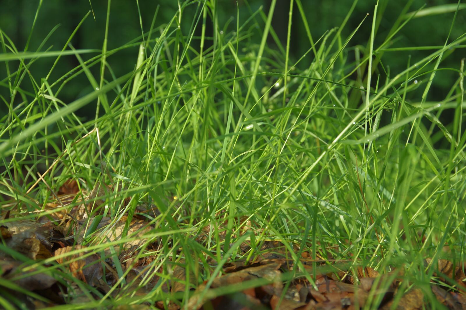 Pentax K-70 sample photo. Grass, green, nature photography
