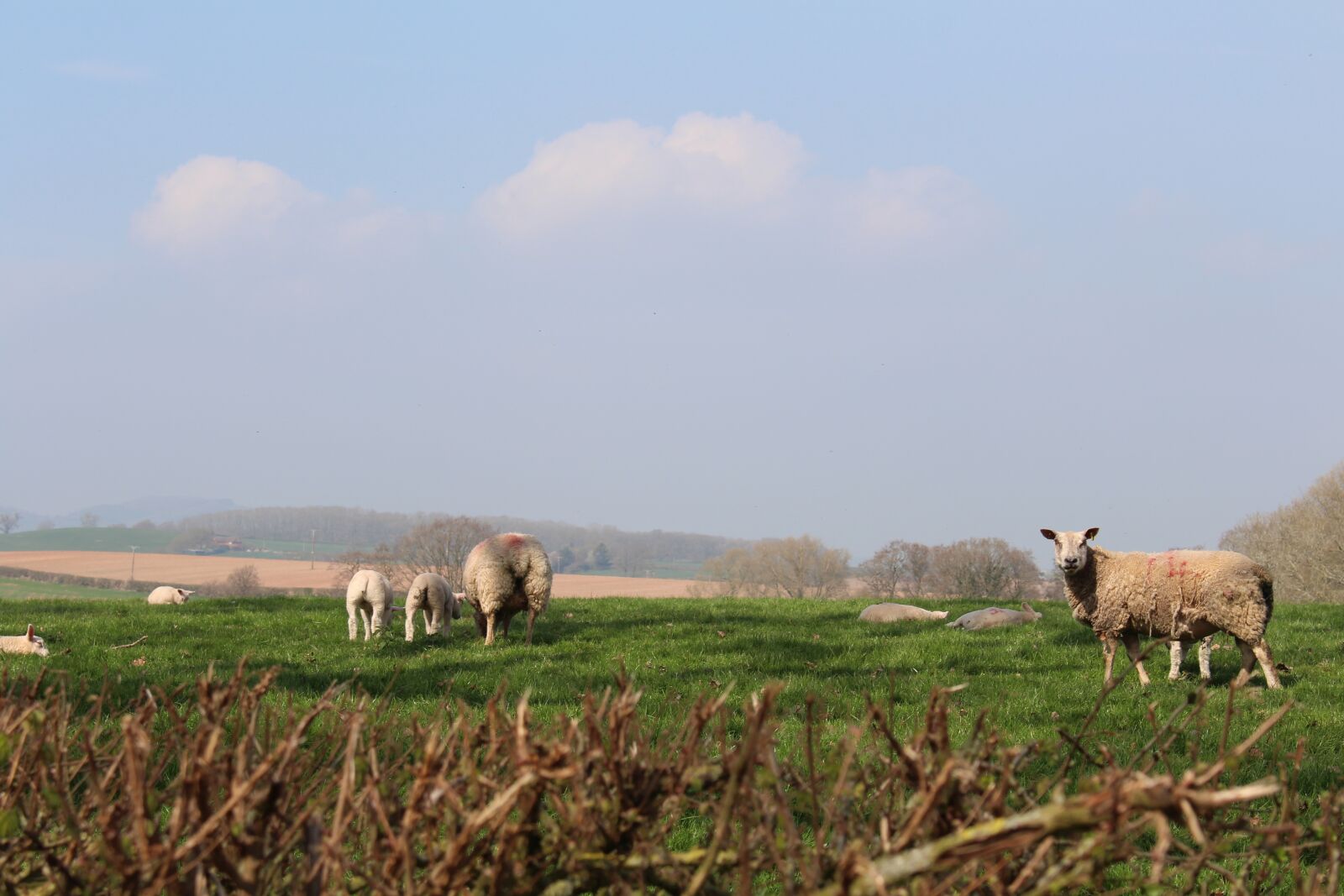 Canon EOS 700D (EOS Rebel T5i / EOS Kiss X7i) sample photo. Sheep, field, hedge photography