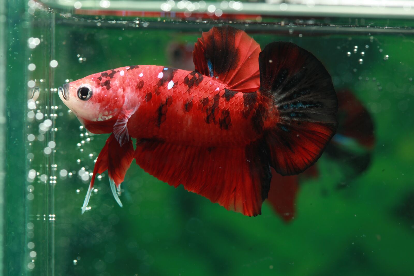 Canon EOS 5D Mark II sample photo. Betta, fish, hmpk photography
