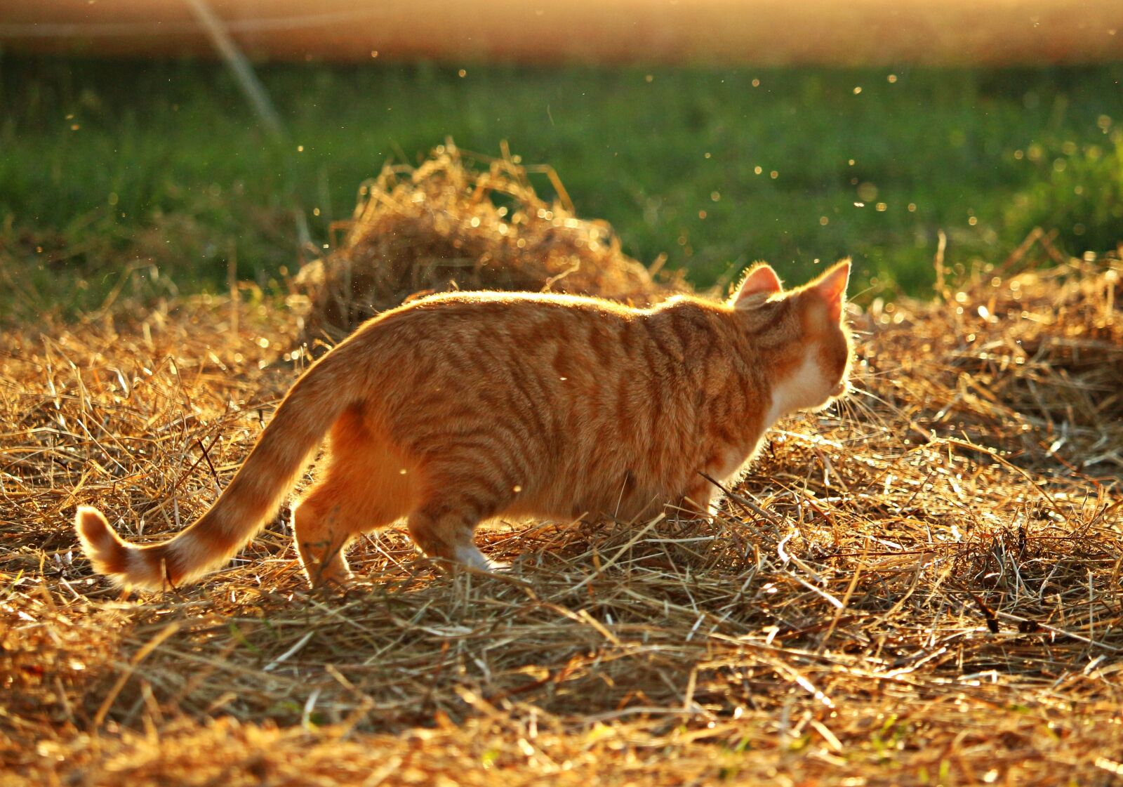Canon EOS 100D (EOS Rebel SL1 / EOS Kiss X7) sample photo. Cat, mieze, kitten photography