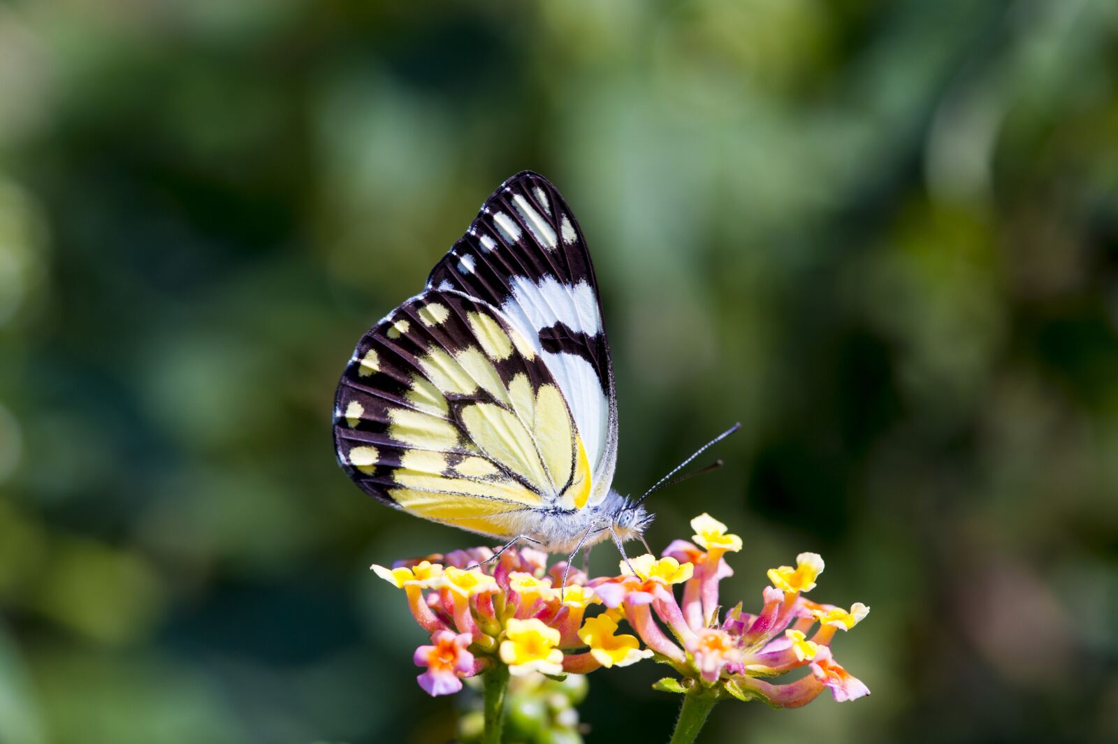 Nikon D4S sample photo. Butterfly, africa, colorful photography