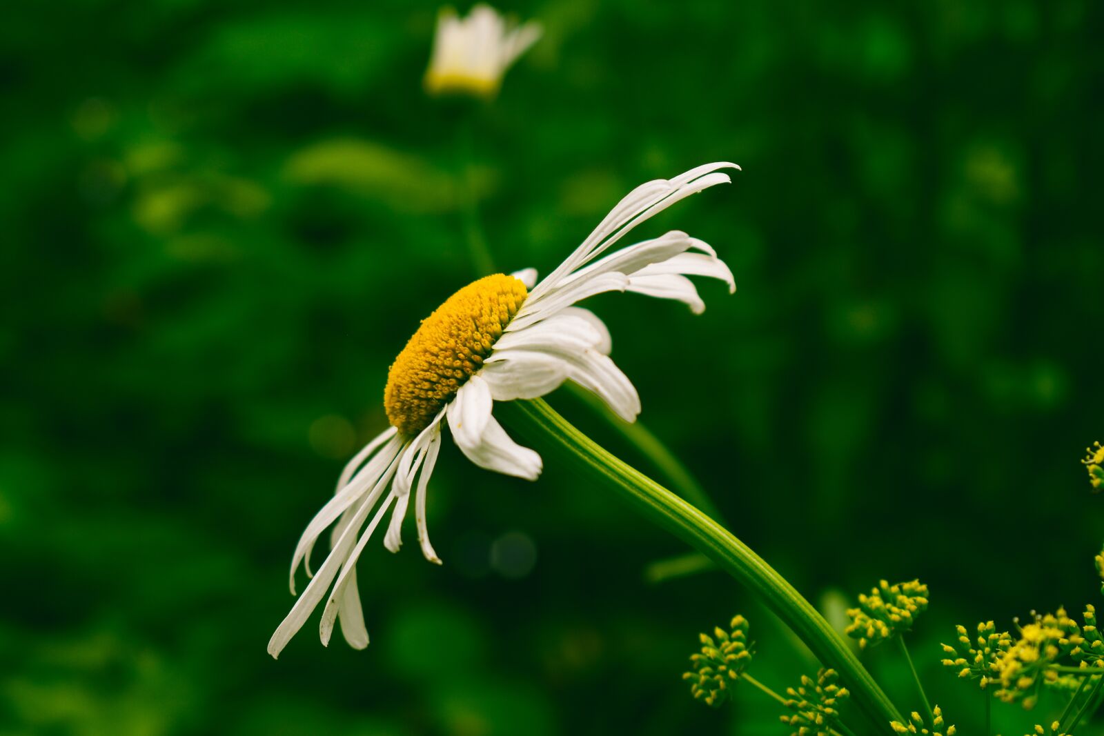 Nikon D5600 sample photo. Daisy, bloom, garden photography