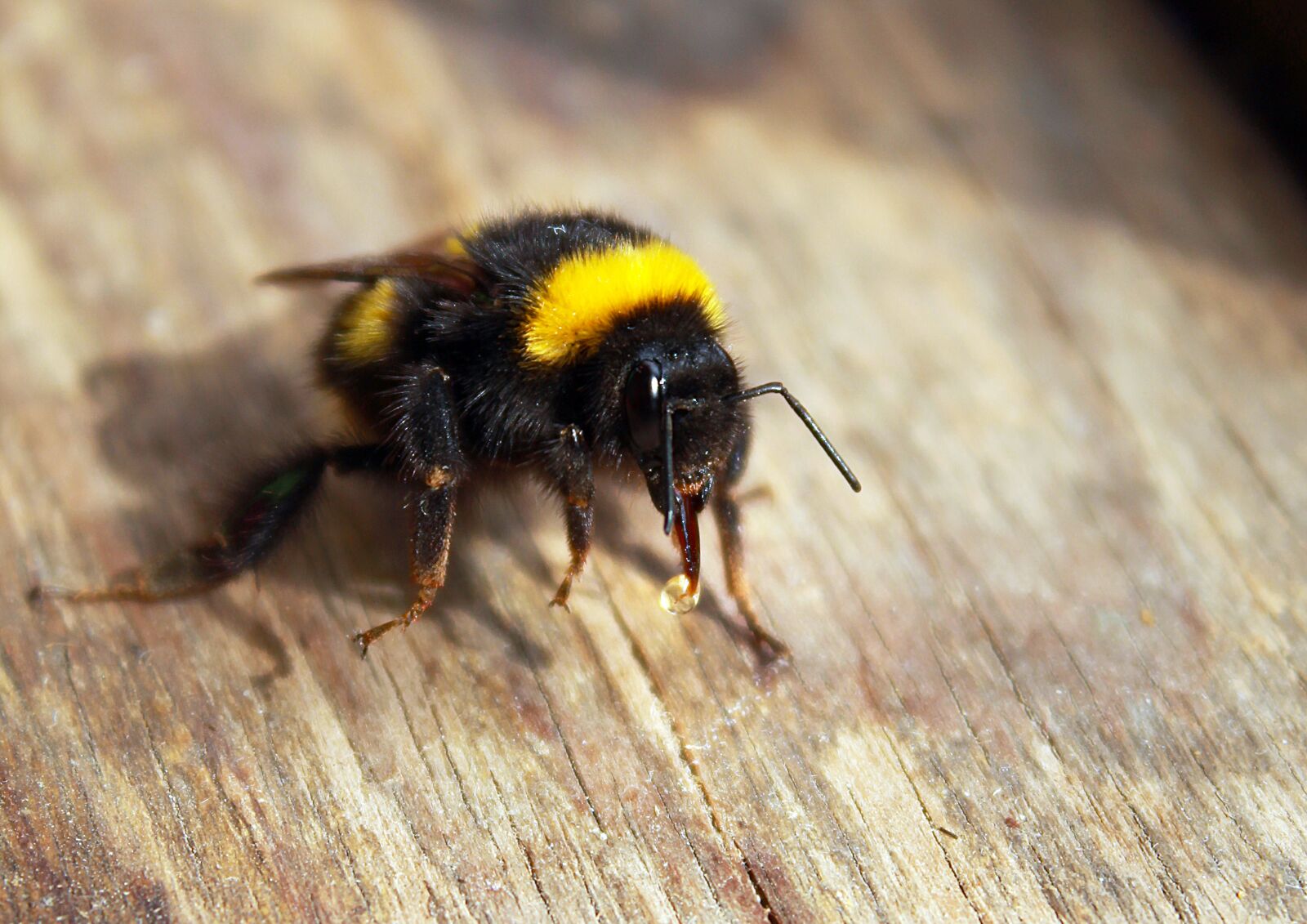 Canon EOS 1200D (EOS Rebel T5 / EOS Kiss X70 / EOS Hi) sample photo. Bumblebee, insect, macro photography