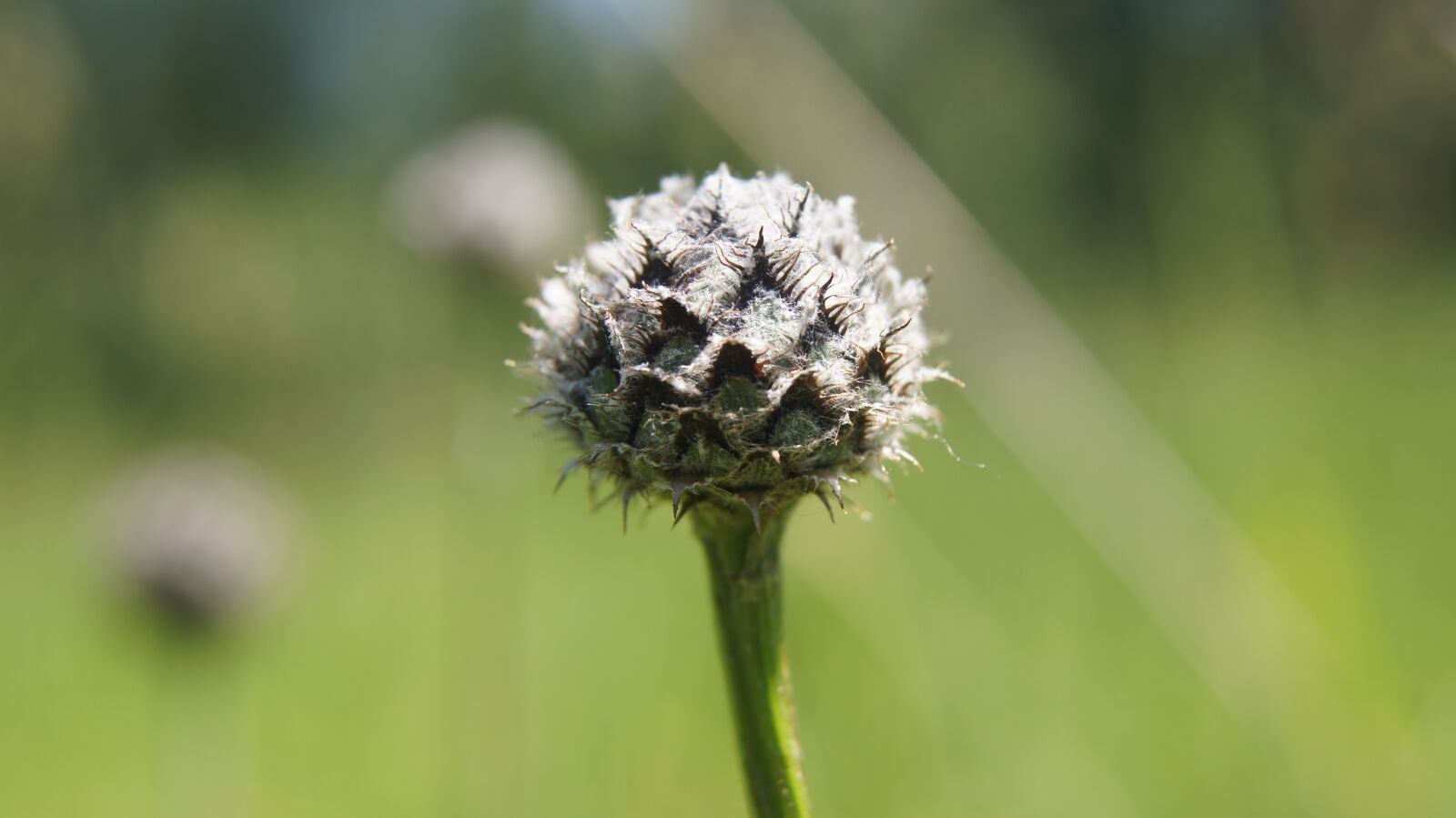 Sony SLT-A55 (SLT-A55V) + Sony DT 18-55mm F3.5-5.6 SAM sample photo. Thistle, wildflowers, flower photography