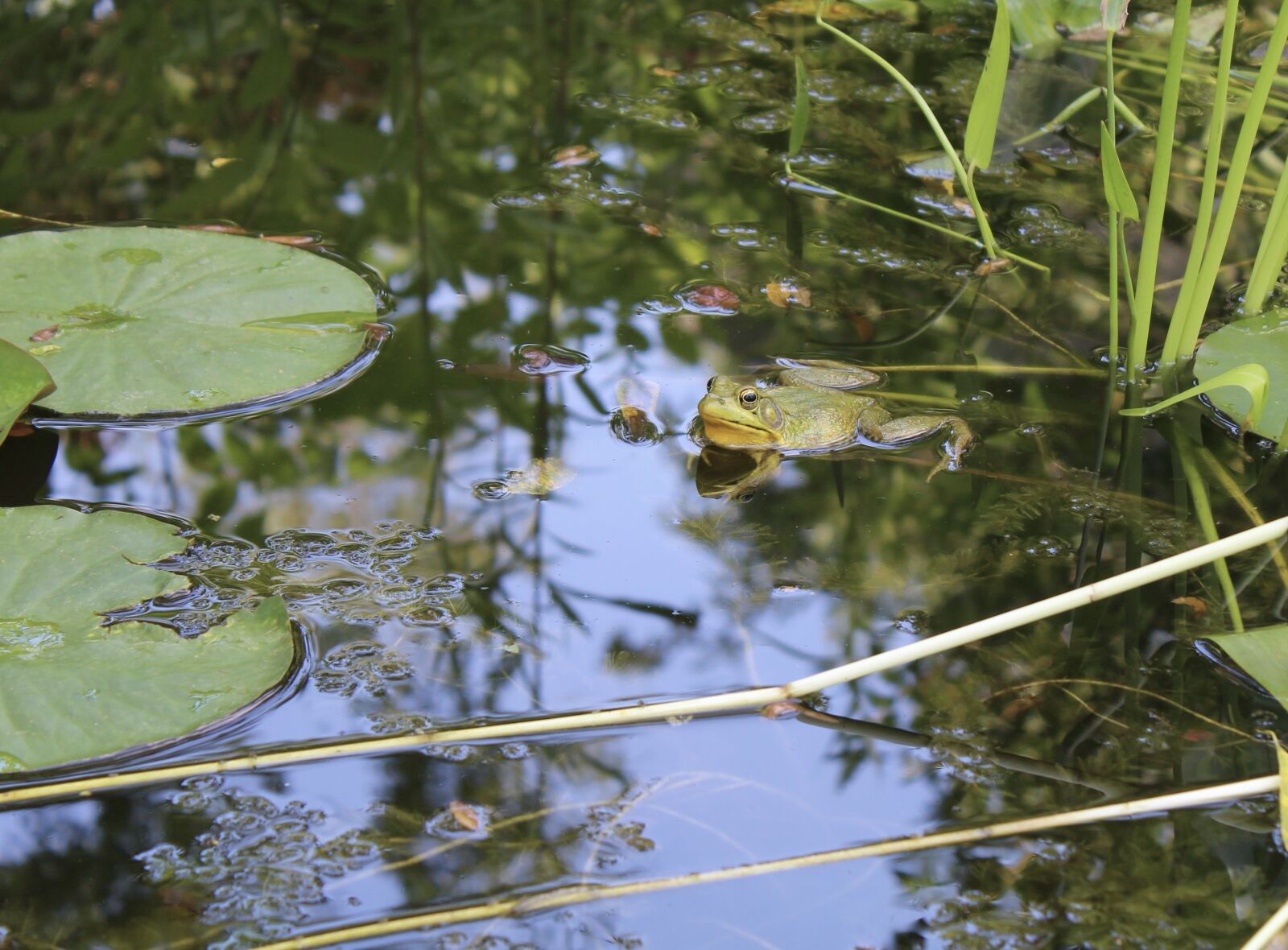 Canon EOS 1200D (EOS Rebel T5 / EOS Kiss X70 / EOS Hi) sample photo. Animal, bull, frog, float photography