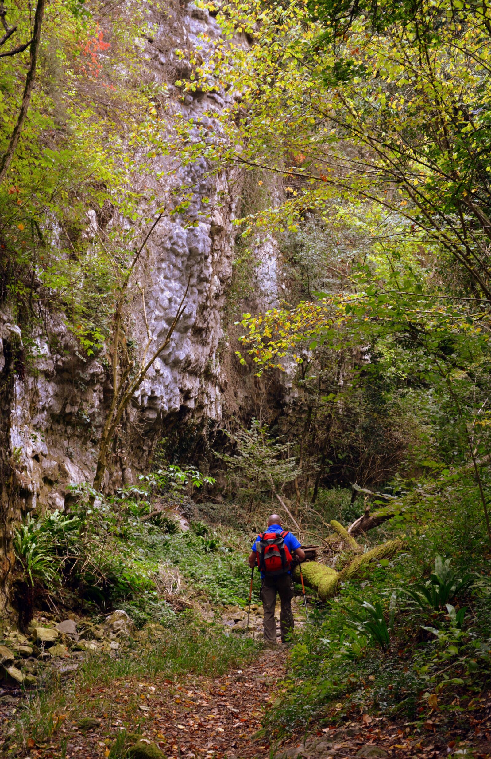 Nikon D7100 sample photo. Excursion, forest, val borago photography