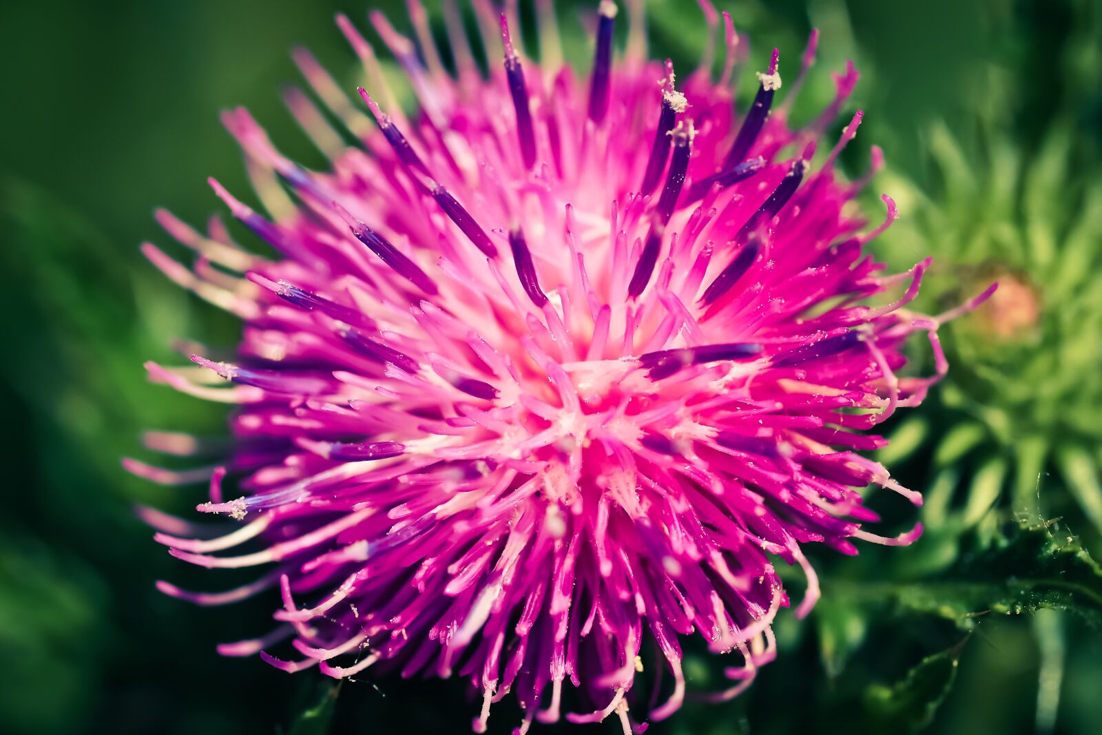 Olympus OM-D E-M10 sample photo. Thistle, blossom, bloom photography