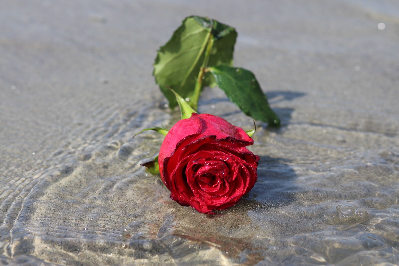 Canon EOS 700D (EOS Rebel T5i / EOS Kiss X7i) + Canon EF 85mm F1.8 USM sample photo. Rose, water, flower photography