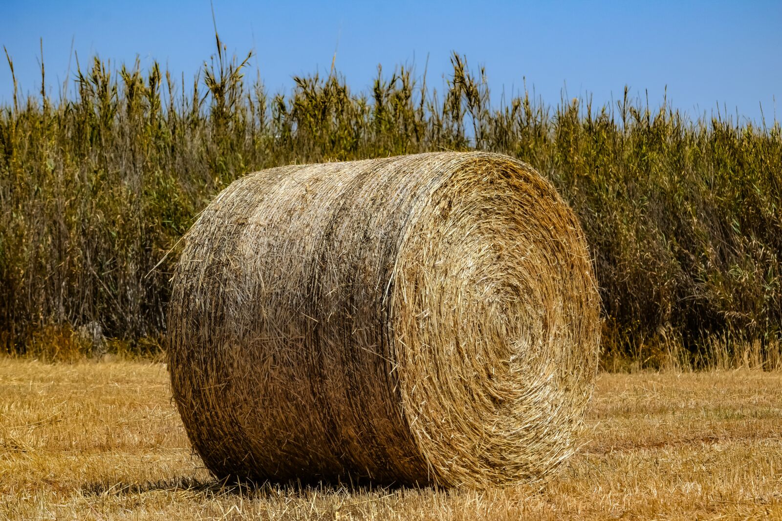 Nikon D3300 sample photo. Hay, agriculture, straw photography
