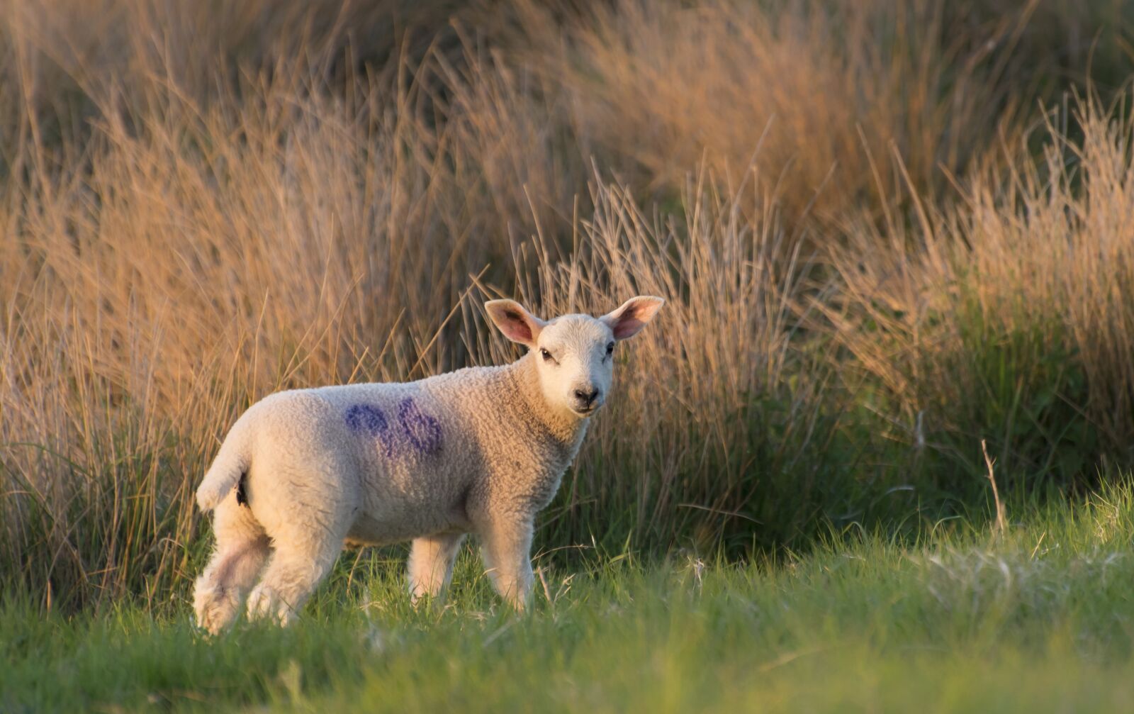 Nikon D810 sample photo. Sheep, lamb, grass photography