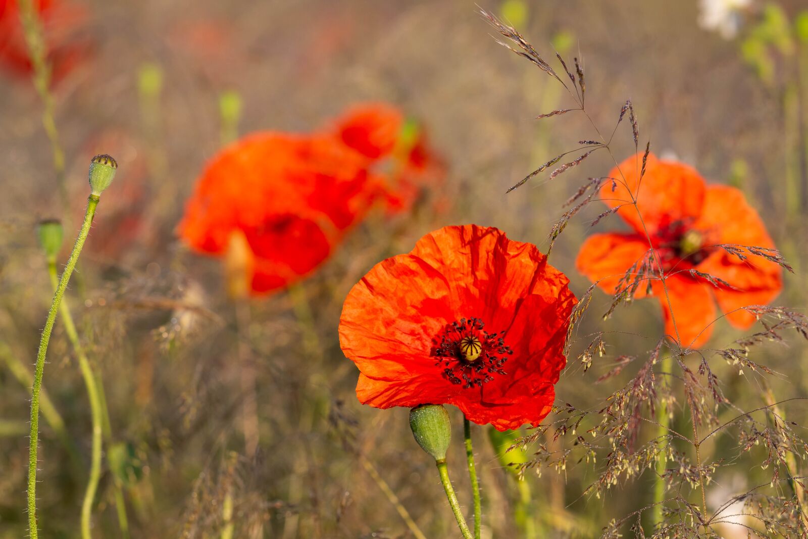 Фотка poppy. Мак Кембрийский оранжевый. Маковка цветок. Карельский перешеек Мак цветы. Декоративные маки.