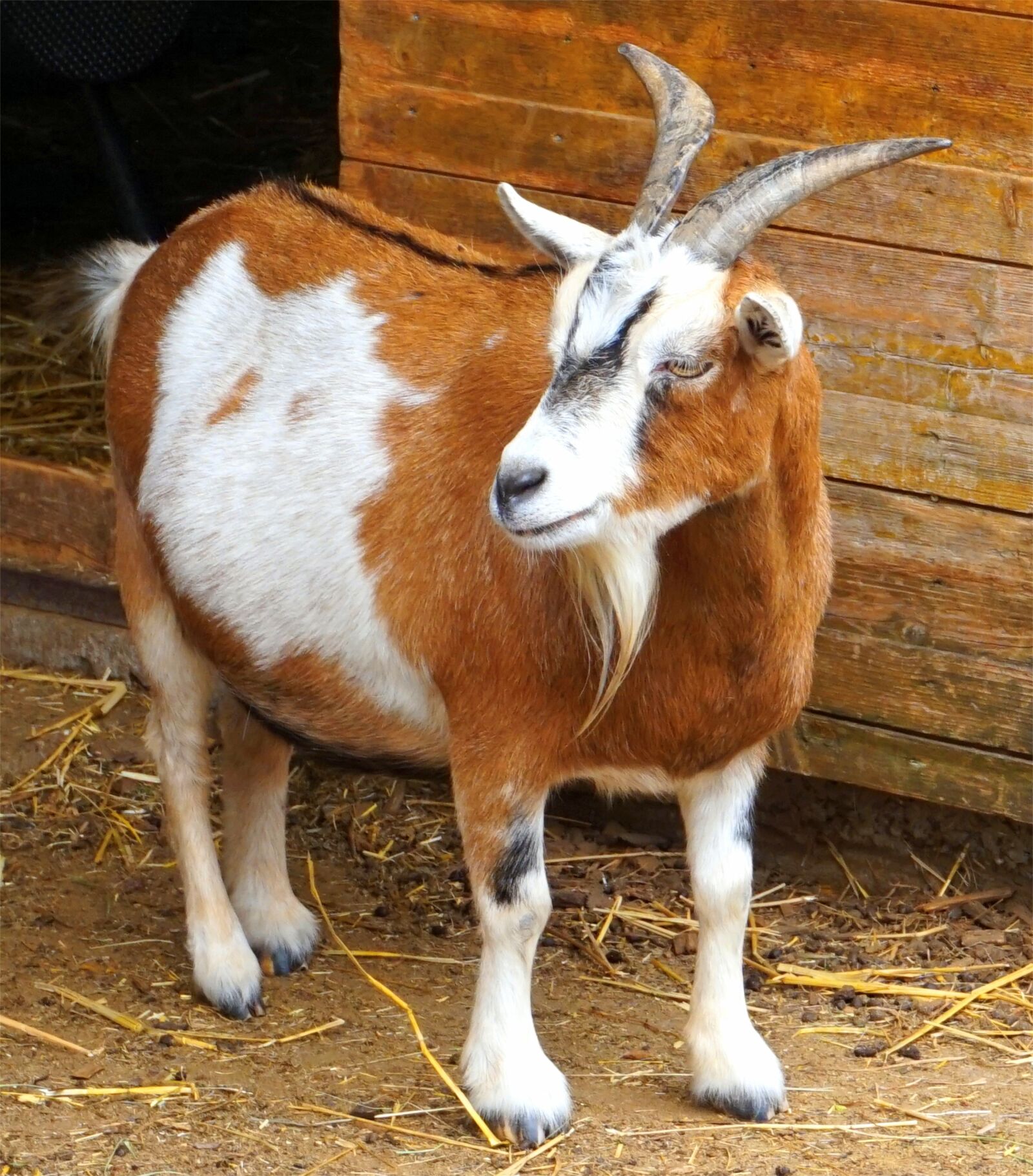 Sony Alpha a5000 (ILCE 5000) sample photo. Goat, animal, horns photography