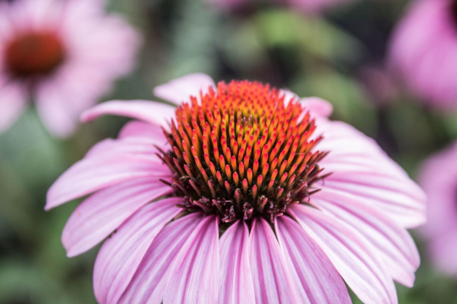 Canon EOS 600D (Rebel EOS T3i / EOS Kiss X5) sample photo. Flora, flower, garden photography