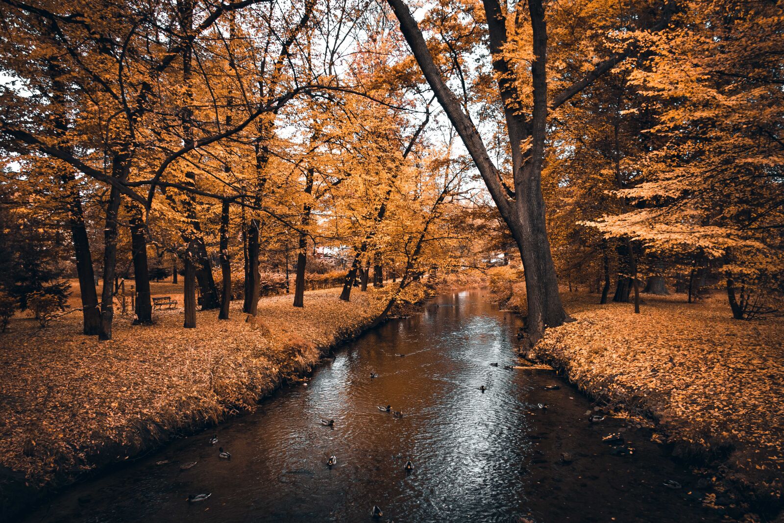 Nikon D3500 sample photo. Autumn, park, water photography