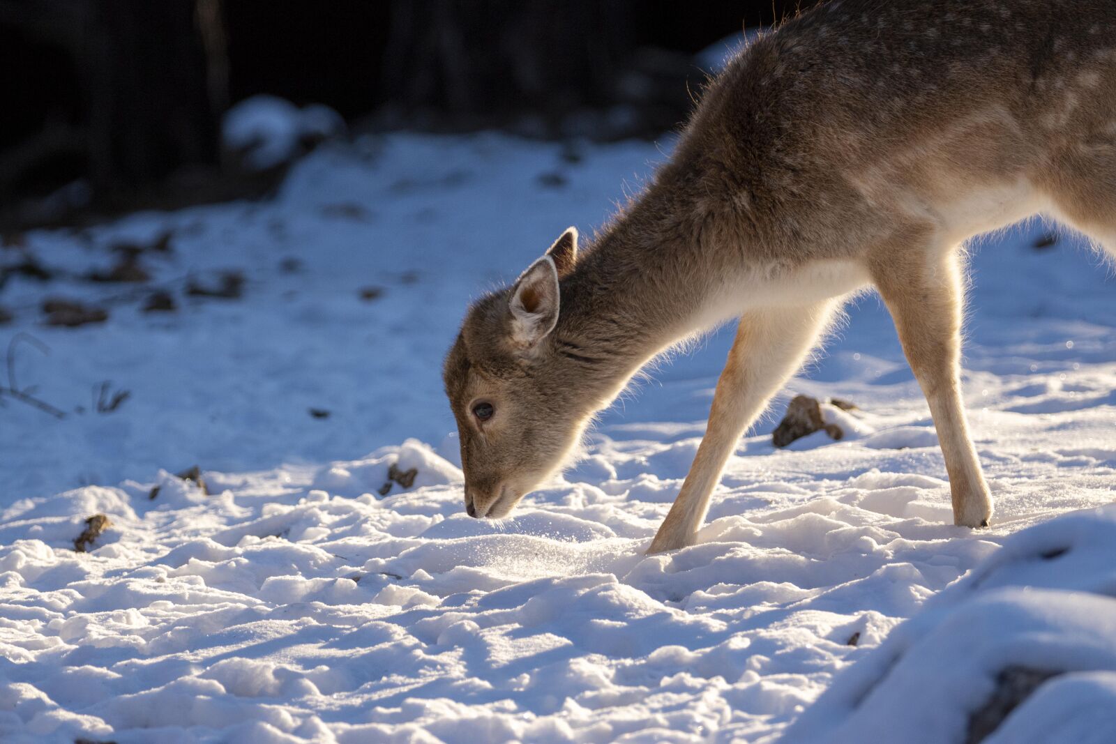 Nikon D7200 sample photo. Snow, winter, people photography