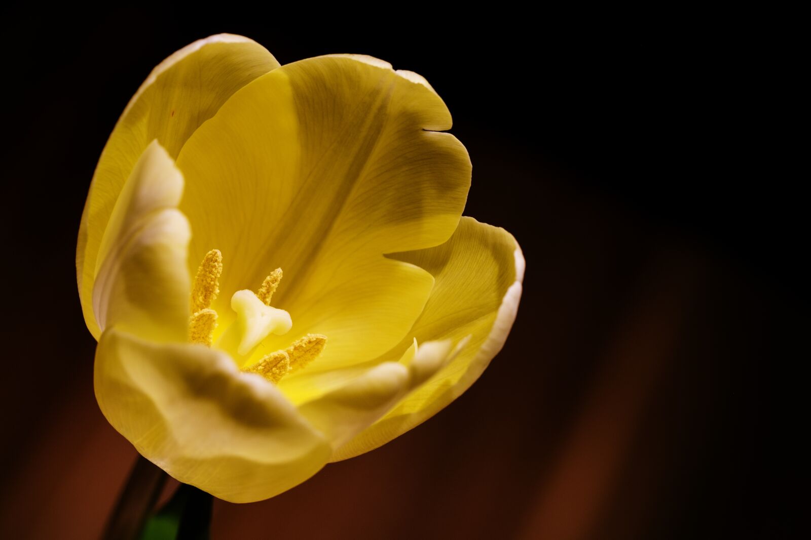 Fujifilm X-T2 + Fujifilm XF 80mm F2.8 R LM OIS WR Macro sample photo. Tulip, blossom, bloom photography