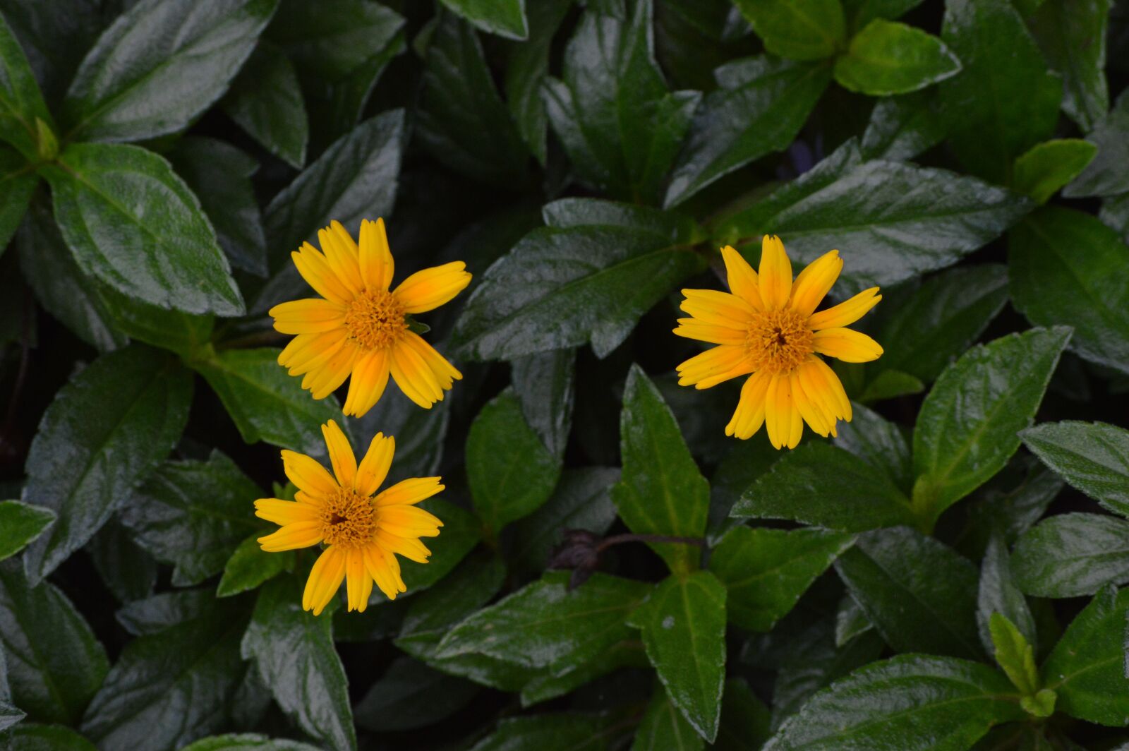 Nikon D3200 sample photo. Flowers, yellow, spring photography