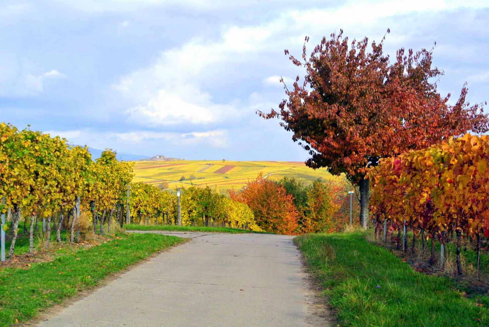 Nikon 1 J1 sample photo. Late autumn, vineyards, palatinate photography