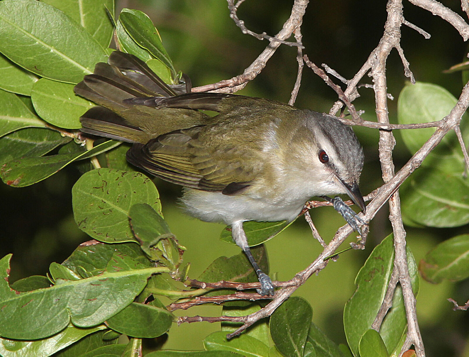 Canon EF 300mm F4L IS USM sample photo