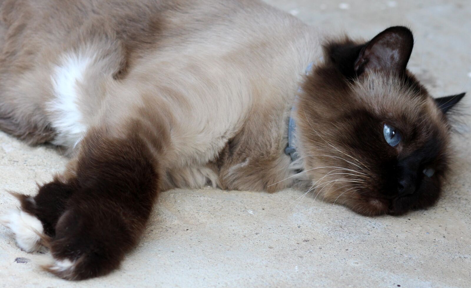 Canon EOS 700D (EOS Rebel T5i / EOS Kiss X7i) + Canon EF 85mm F1.8 USM sample photo. Cat, burmese, tired photography