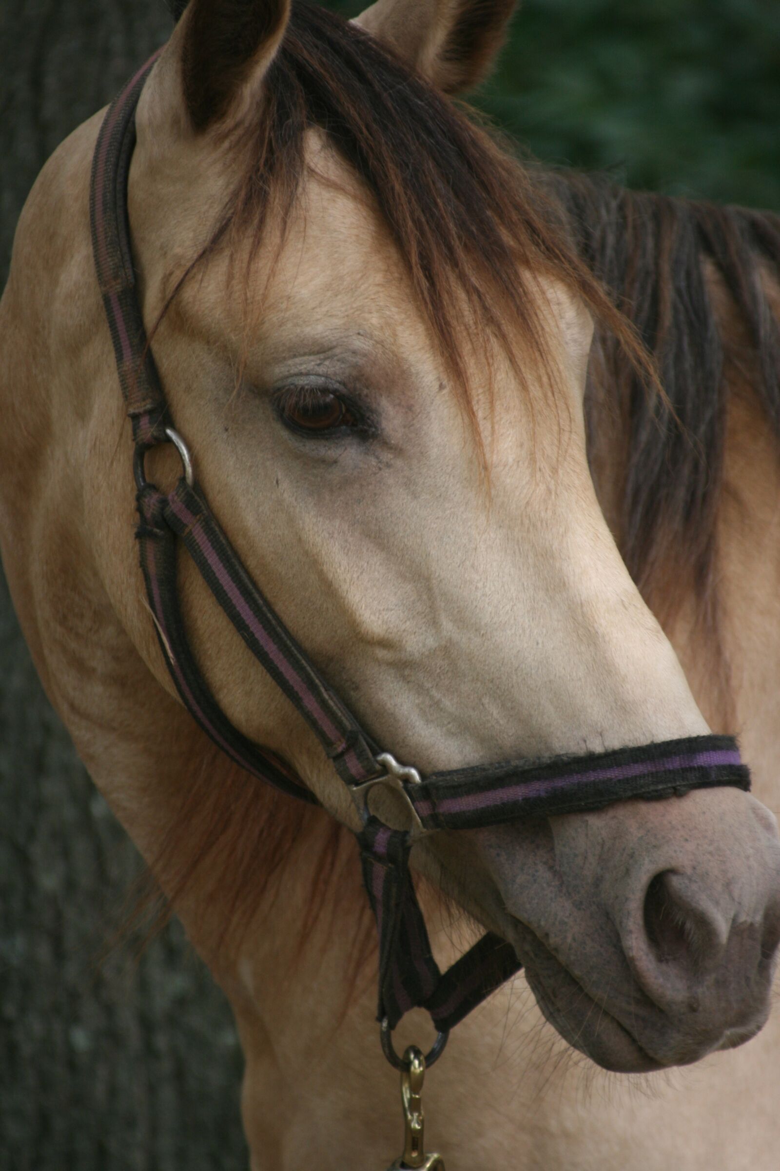 Canon EOS 400D (EOS Digital Rebel XTi / EOS Kiss Digital X) sample photo. Horse, equine, animal photography