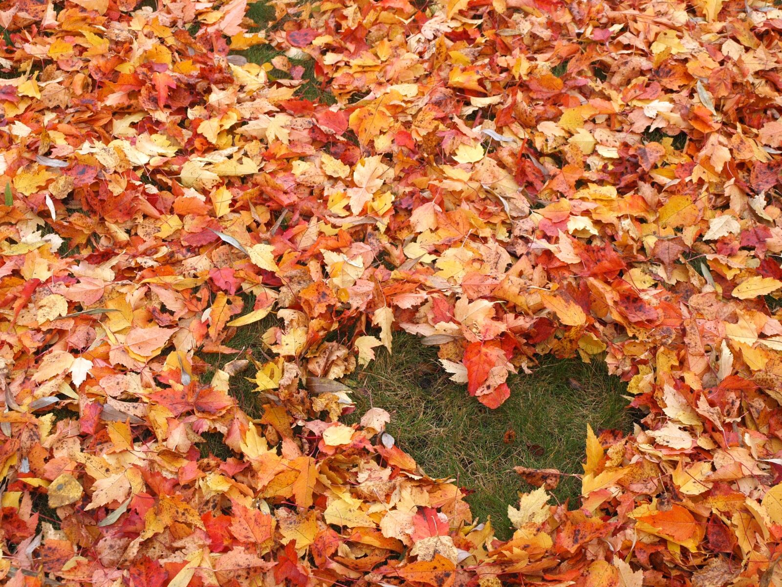 Olympus E-520 (EVOLT E-520) sample photo. Autumn, love, heart photography