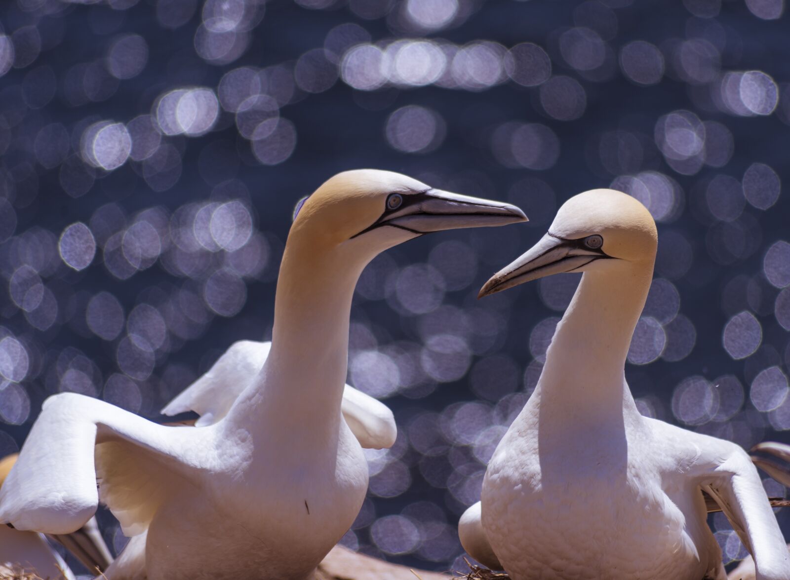 Nikon D810 sample photo. Gannets, birds, idiot photography