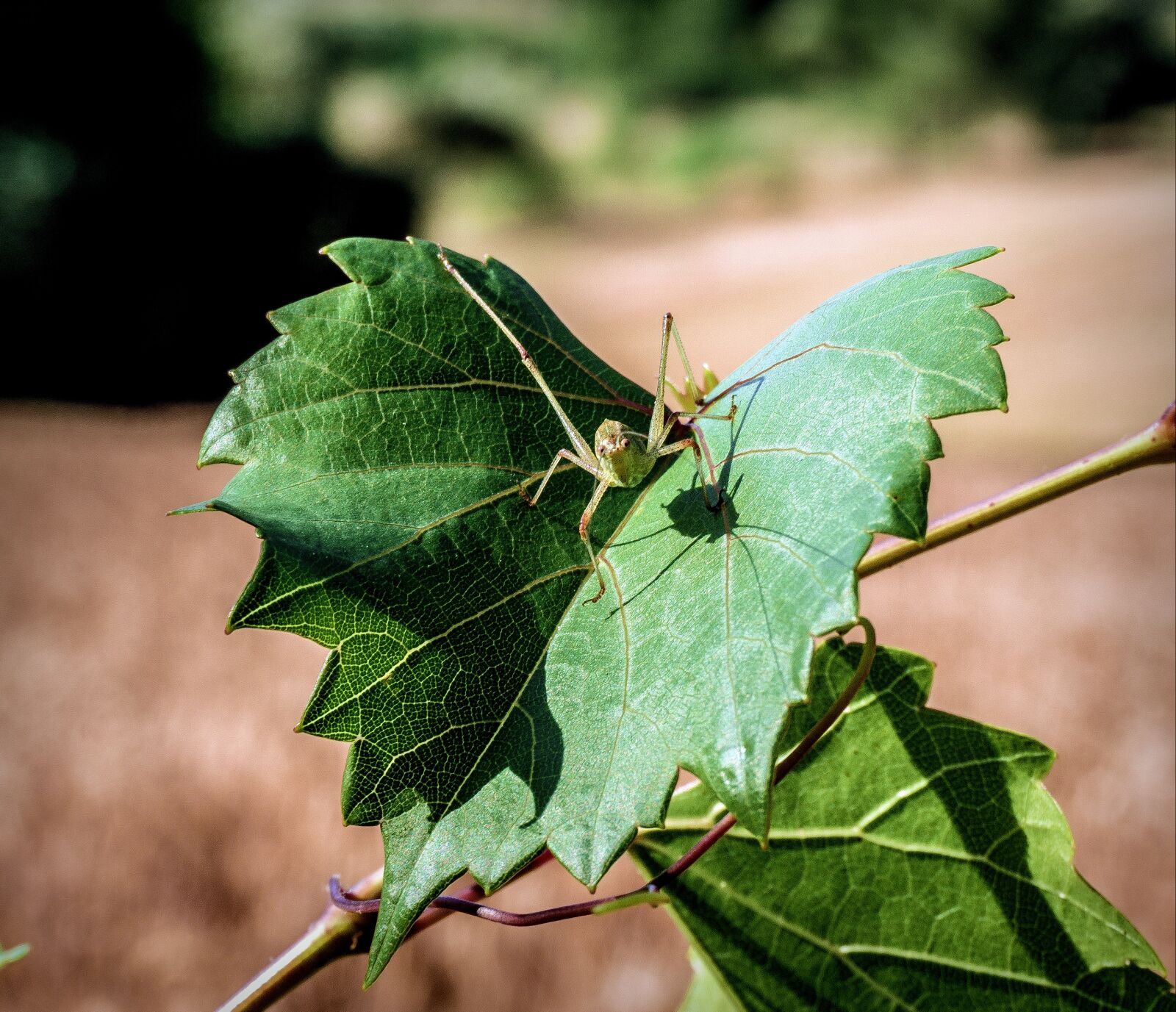 Sony E 16-50mm F3.5-5.6 PZ OSS sample photo. Spider, vine leaf, insects photography