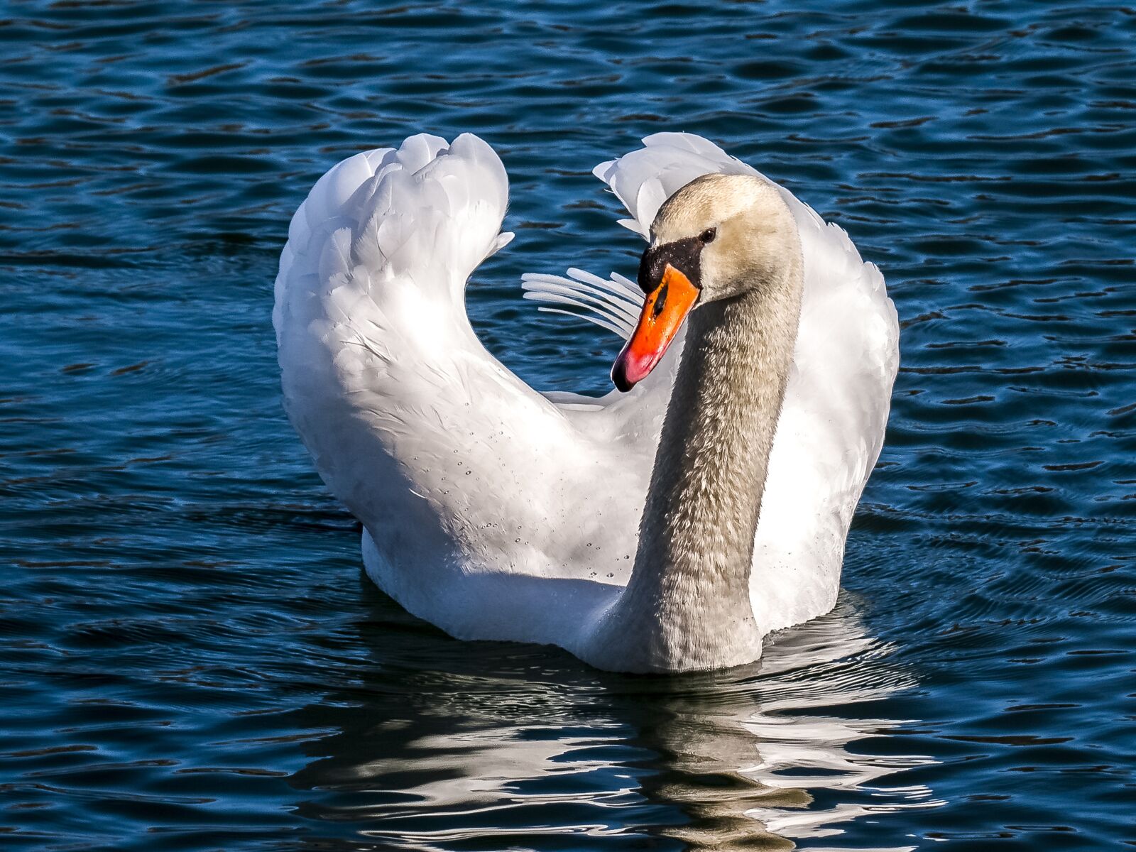 Olympus E-3 sample photo. Swan, mute swan, water photography