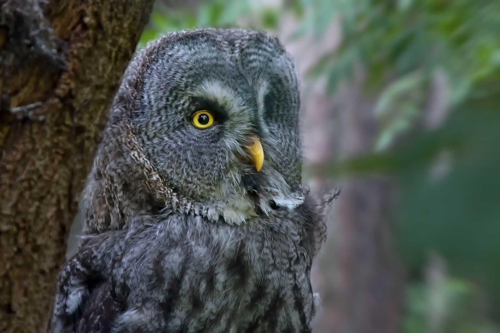 Canon EOS 40D + Canon EF 28-135mm F3.5-5.6 IS USM sample photo. Owl, bird, eagle owl photography