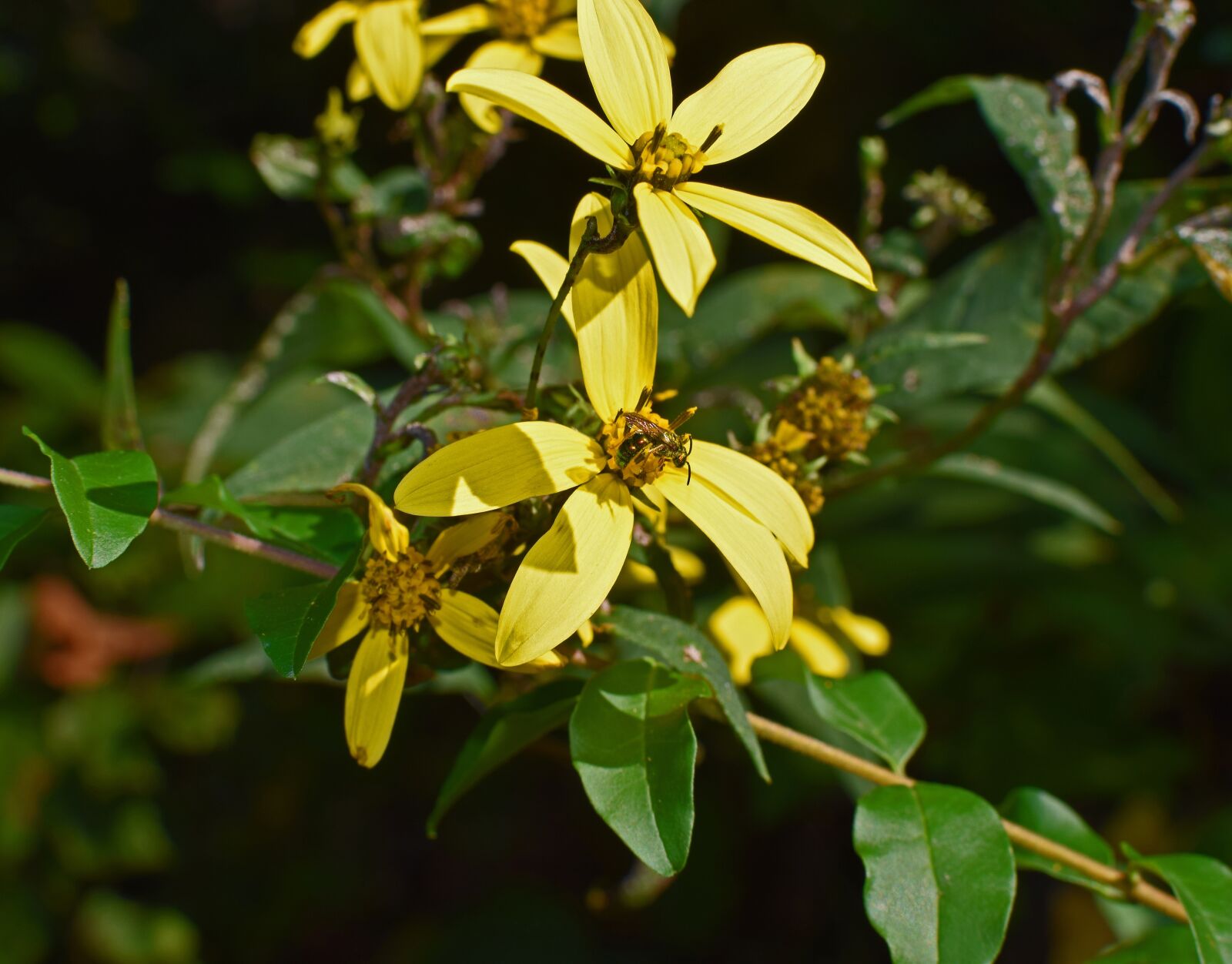 Nikon D3300 sample photo. Wild sunflower, wildflower, sunflower photography
