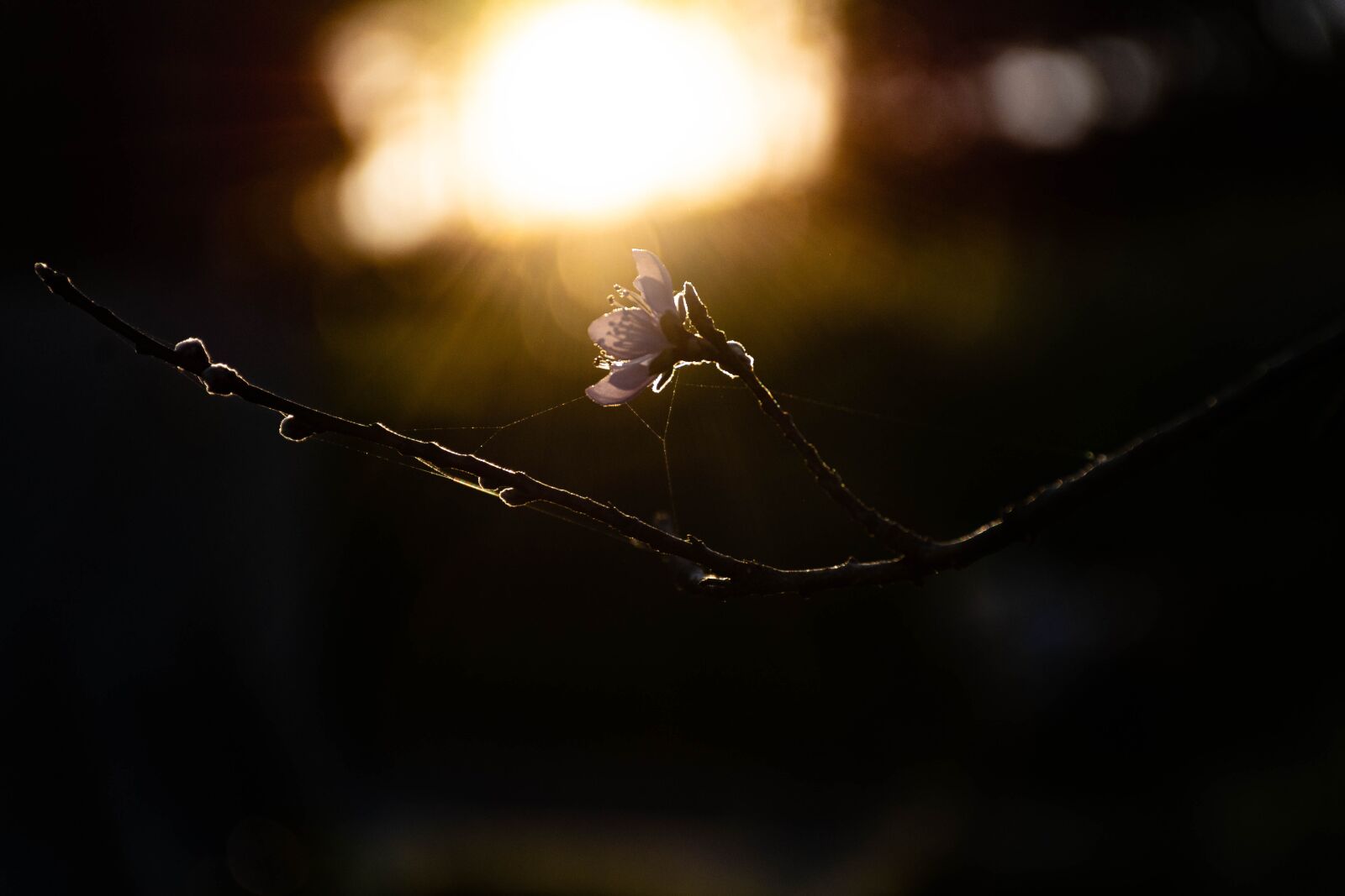 Nikon D7200 sample photo. Flower, garden, love photography