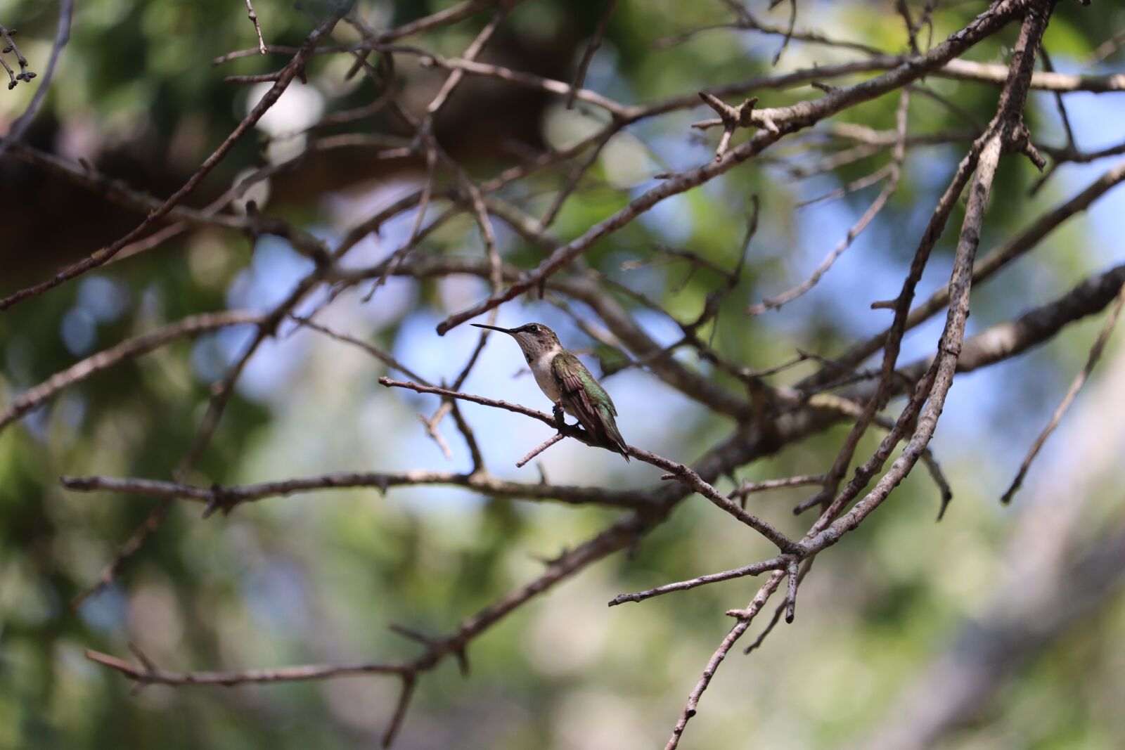 Canon EOS 800D (EOS Rebel T7i / EOS Kiss X9i) sample photo. Hummingbird, bird, tiny photography