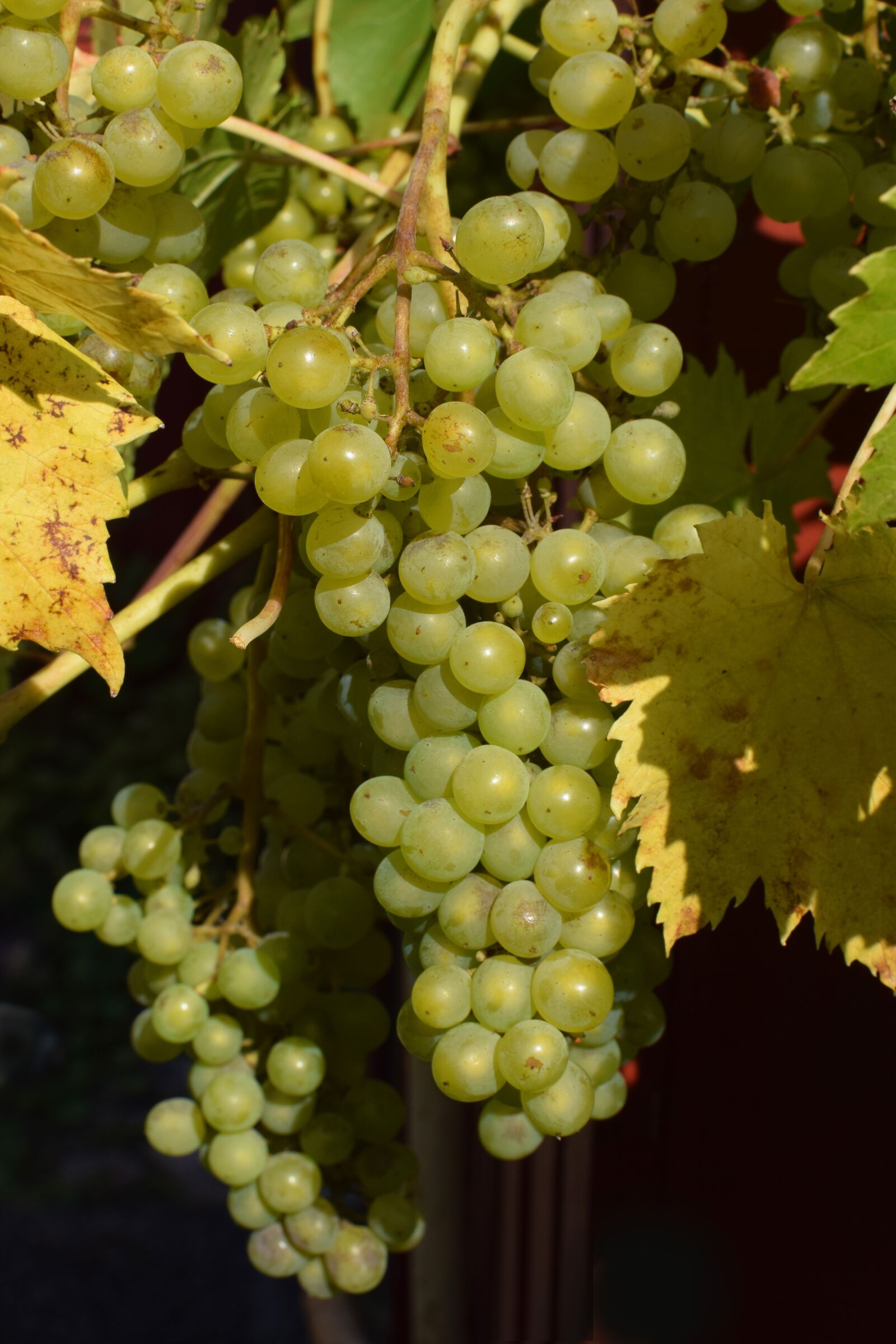 Nikon D5300 sample photo. Grapes, green grapes, grapevine photography