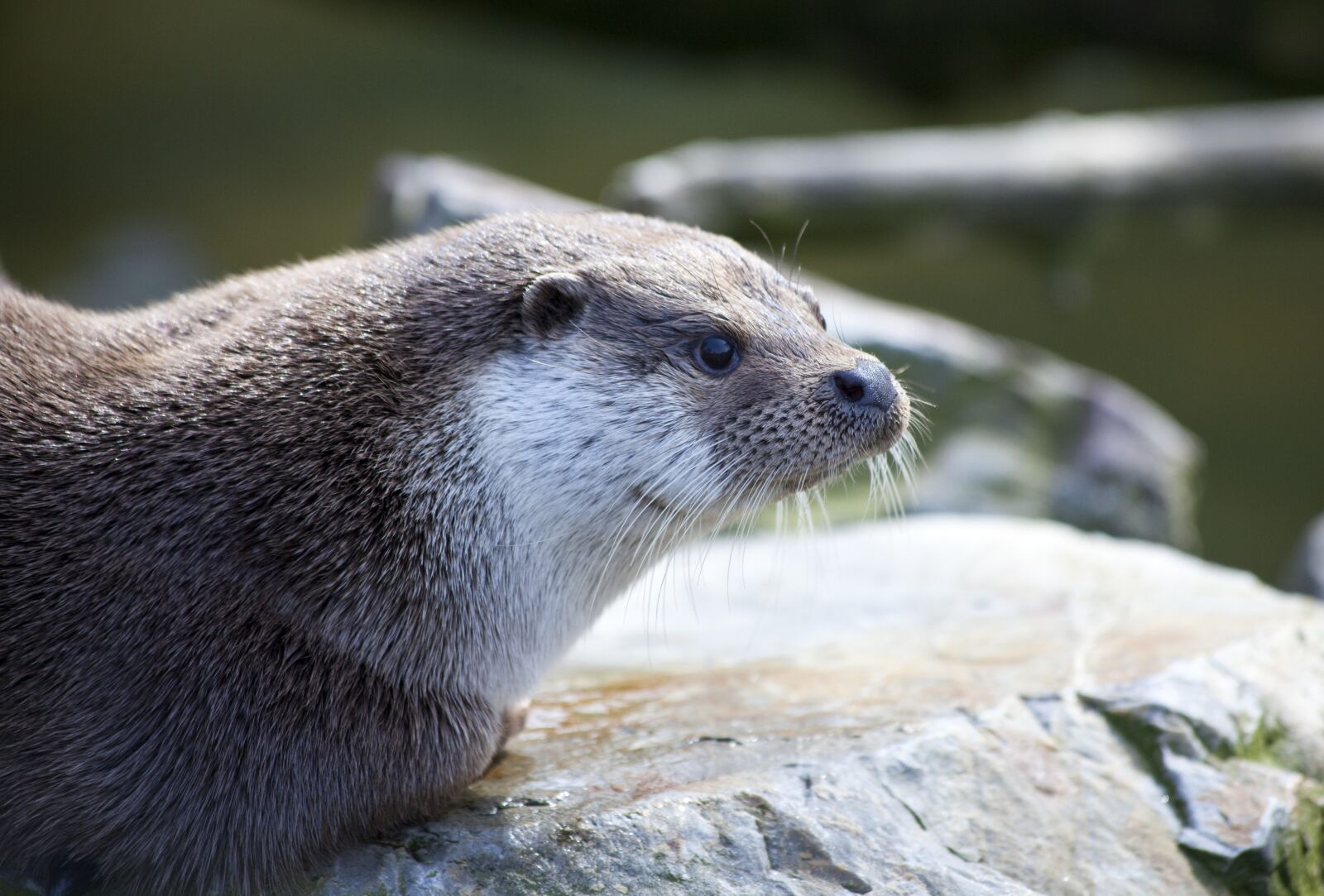 Canon EOS 5D Mark II sample photo. Otter, mammal, amp shipping photography