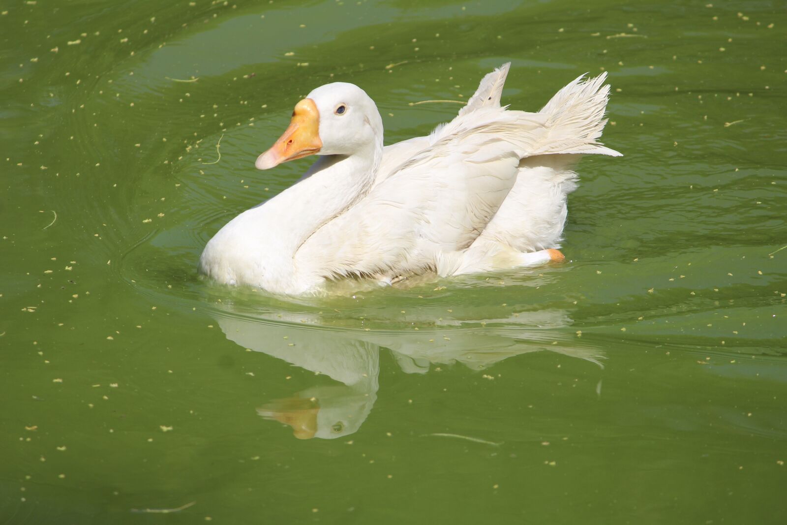 Canon EOS 1200D (EOS Rebel T5 / EOS Kiss X70 / EOS Hi) sample photo. Pool, water, bird photography