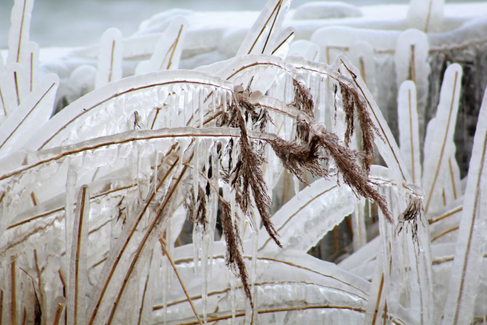 Canon EF75-300mm f/4-5.6 sample photo. Reed, icicle, winter photography