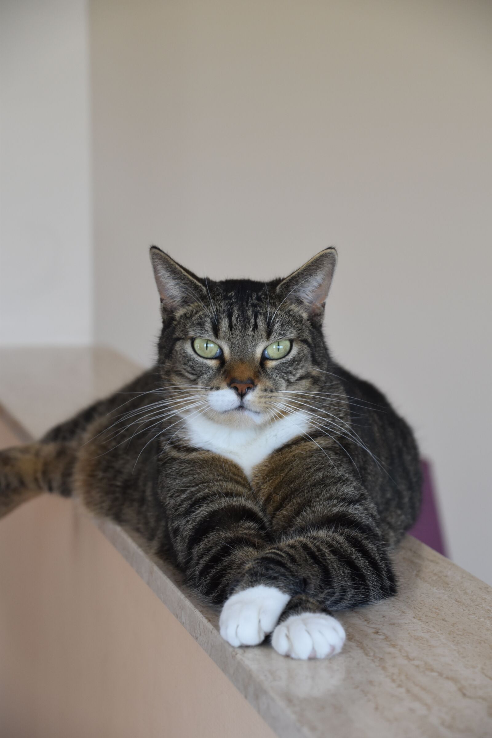 Nikon D5600 sample photo. Cat, animal, pet photography