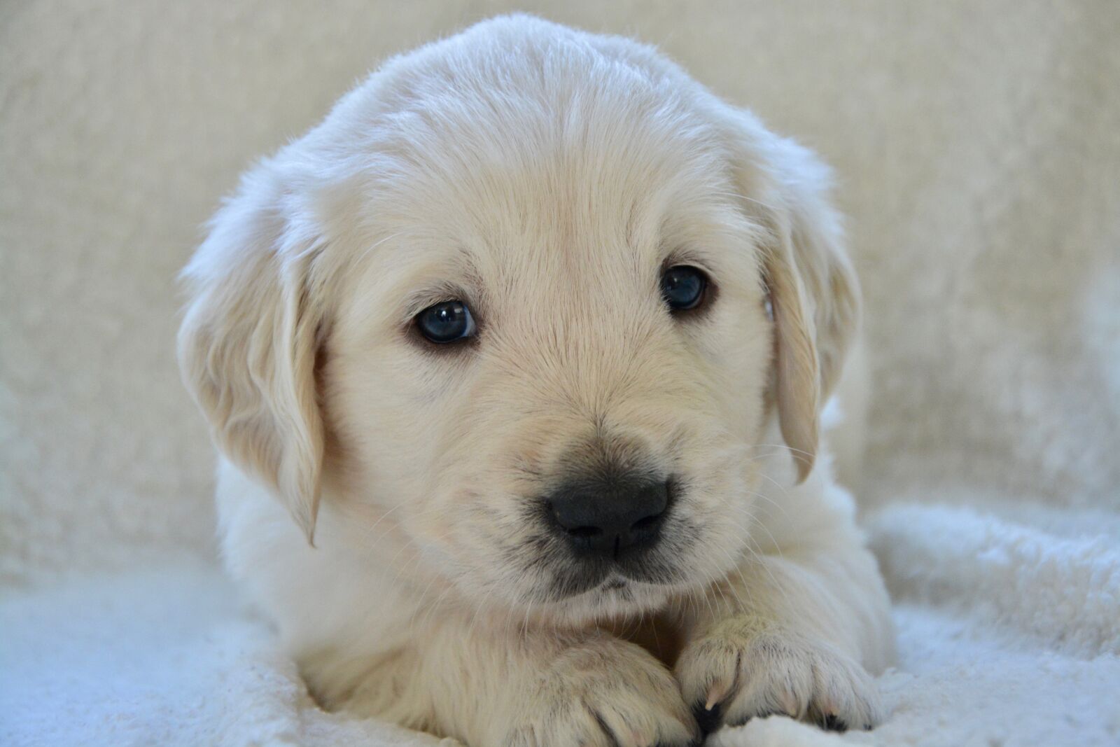 Nikon D5200 sample photo. Puppy, pup, puppies photography