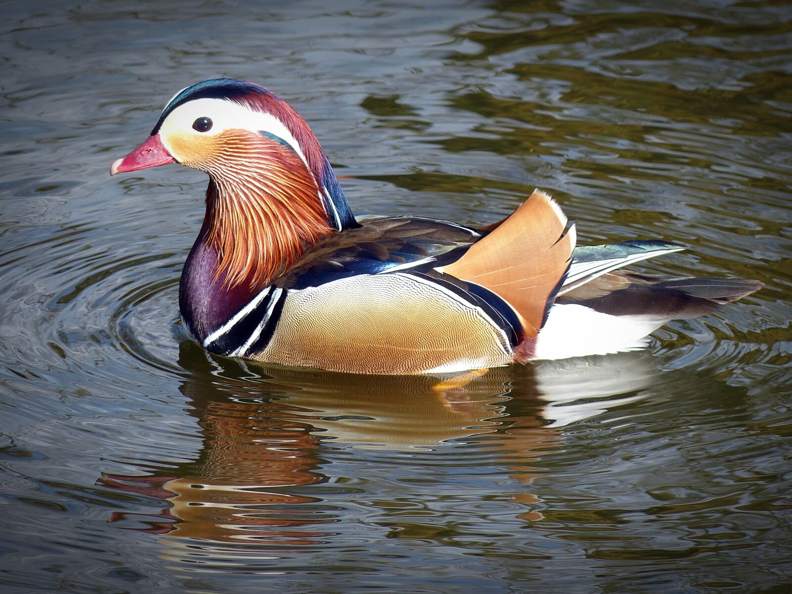 Panasonic Lumix DMC-FZ200 sample photo. Duck, mandarin ducks, water photography