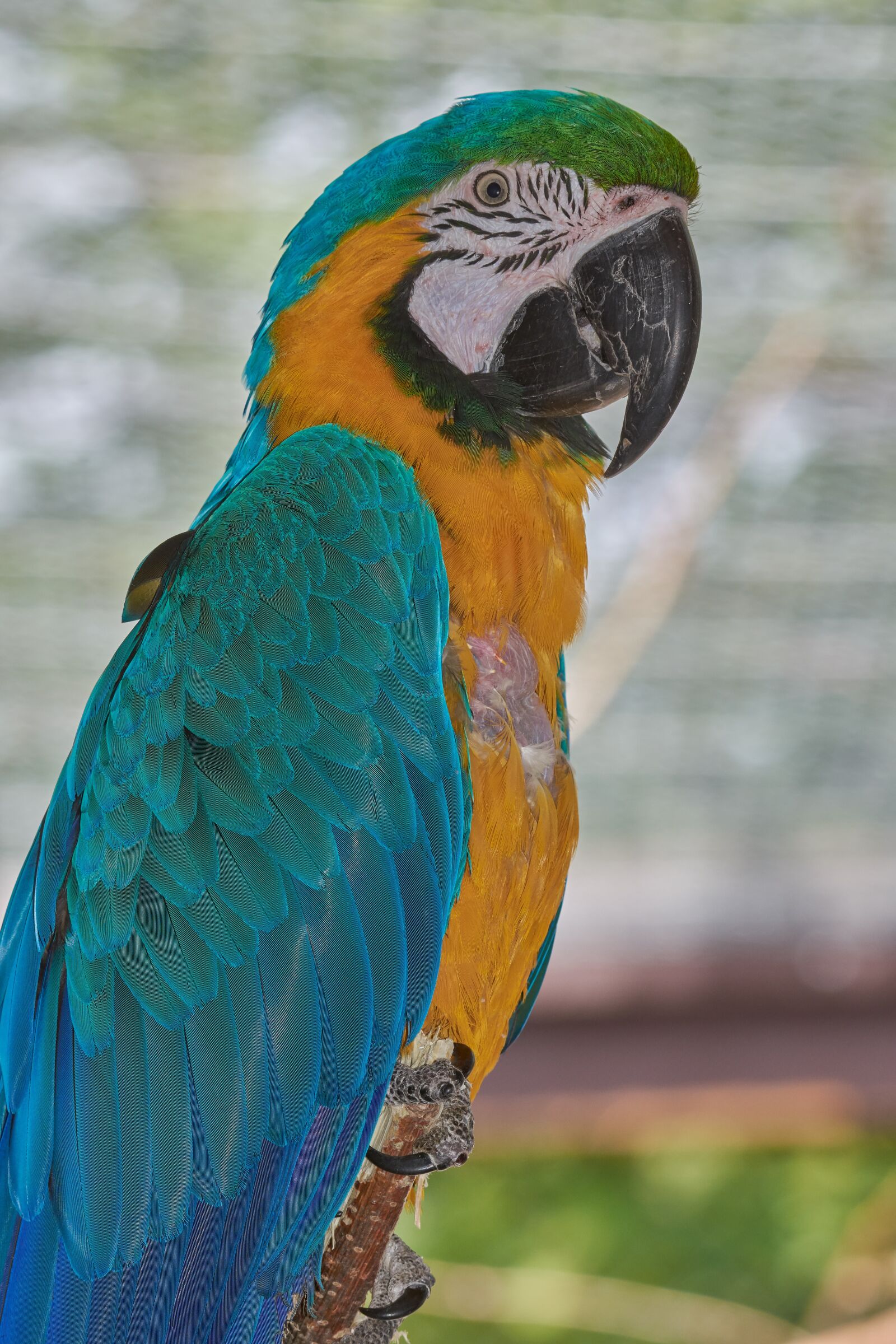 Nikon AF-S Nikkor 200-500mm F5.6E ED VR sample photo. Parrot, sit, bird photography