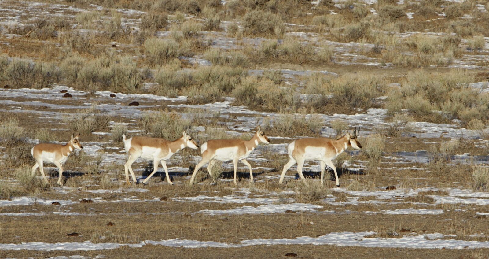 Canon EOS 7D sample photo. Pronghorn, herd, wildlife photography