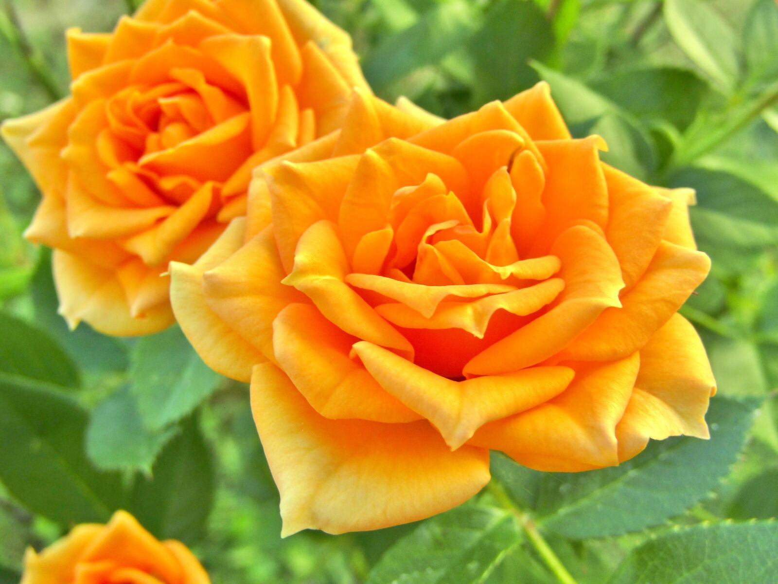 Canon POWERSHOT SX432 IS sample photo. Roses, orange, blumenstock photography