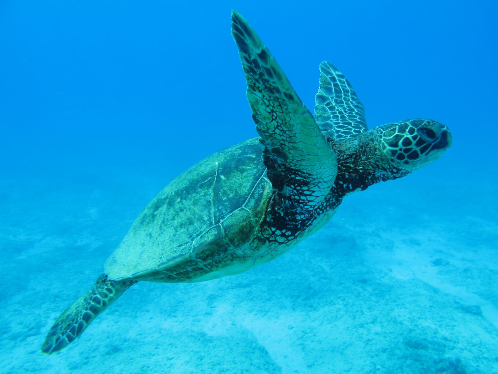 Canon PowerShot G12 sample photo. Hawaii, eco tour, tortoise photography