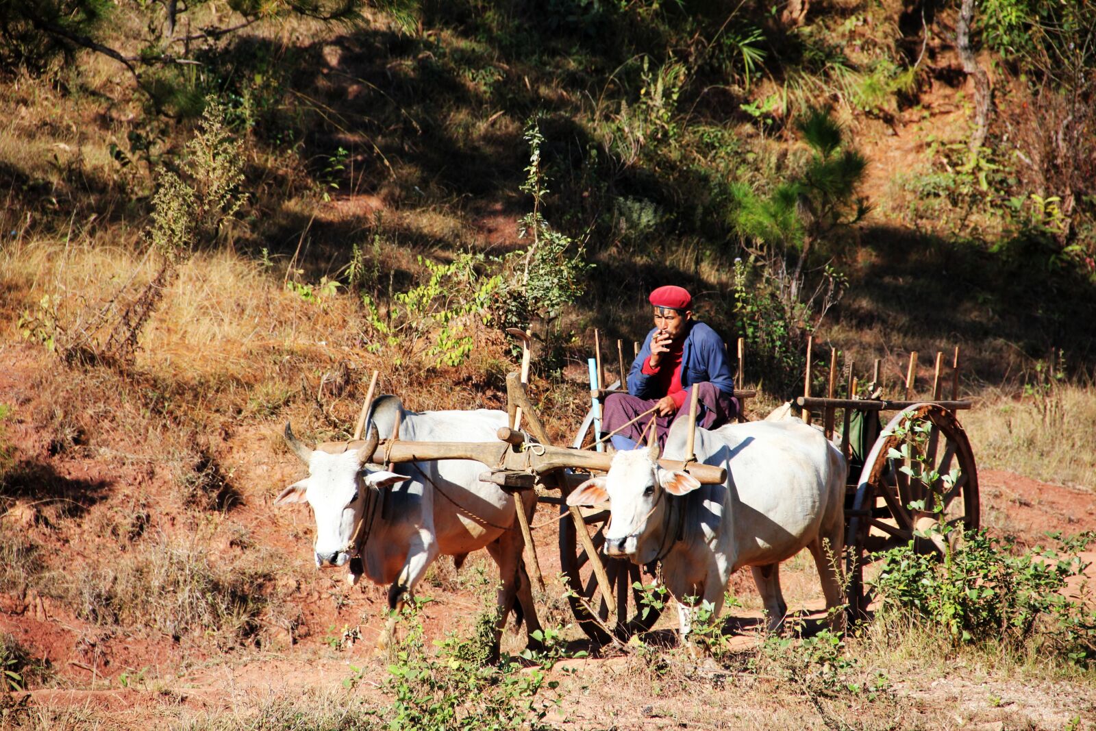 Canon EF-S 18-135mm F3.5-5.6 IS sample photo. Oxcart, man, swot up photography