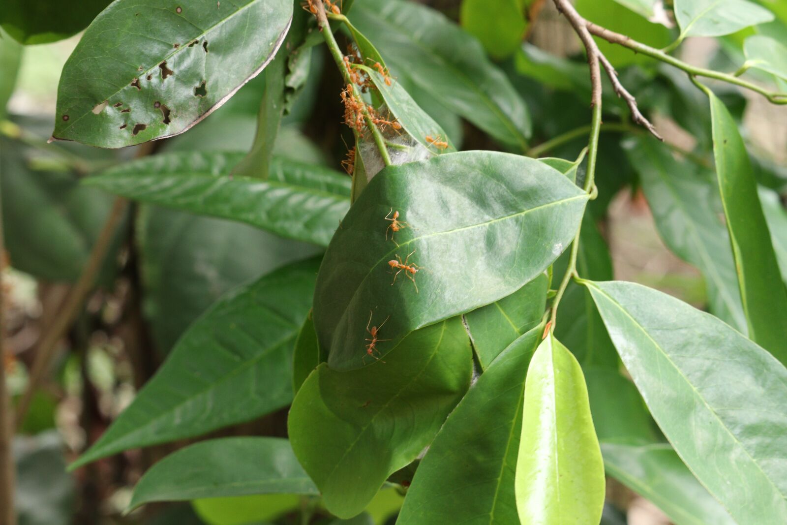 Canon EOS 250D (EOS Rebel SL3 / EOS Kiss X10 / EOS 200D II) sample photo. Leaf, small ant, nature photography