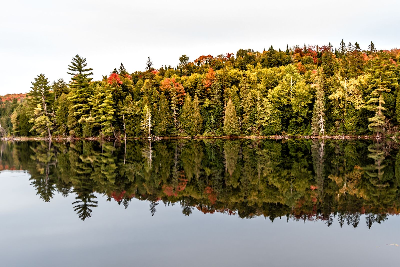 Nikon D750 + Tamron SP 15-30mm F2.8 Di VC USD sample photo. Canada, indian summer, ontario photography