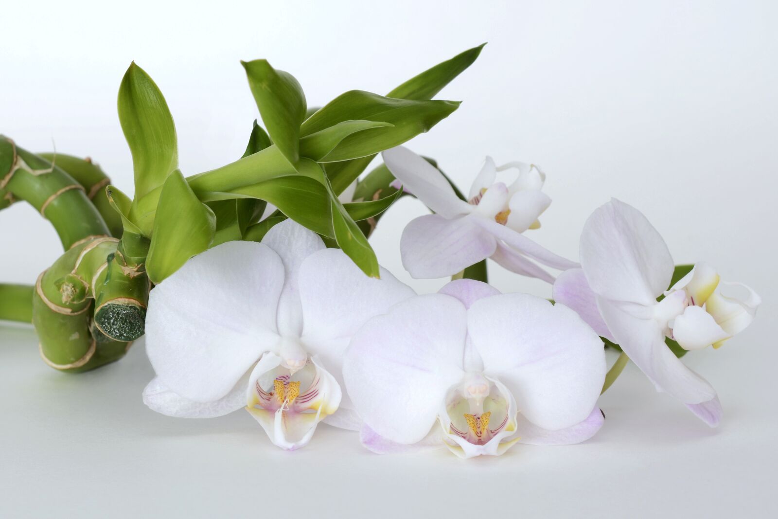 Nikon D7100 sample photo. Orchid, orchid flower, bamboo photography